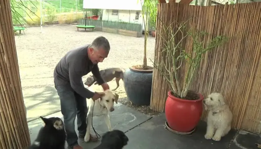 Filmy o labradorze, które poruszają serca i zmieniają życie
