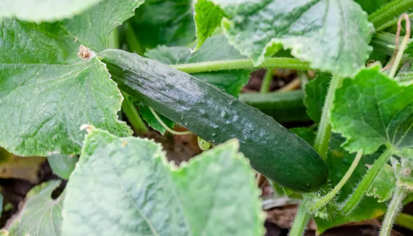 Un cetriolo verde e rugoso cresce tra le foglie rigogliose. Una guida visiva su come coltivare i cetrioli.