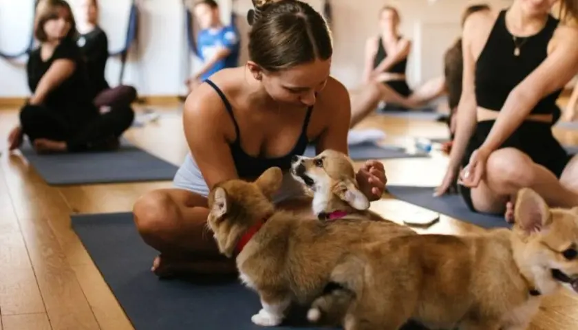 Uczestnicy zajęć **joga z pieskami** na matach, w tym młoda kobieta bawiąca się z dwoma szczeniakami corgi.