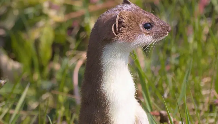 Ein Mauswiesel steht aufrecht im Gras, bereit, seine nächste Mauswiesel Nahrung zu jagen.