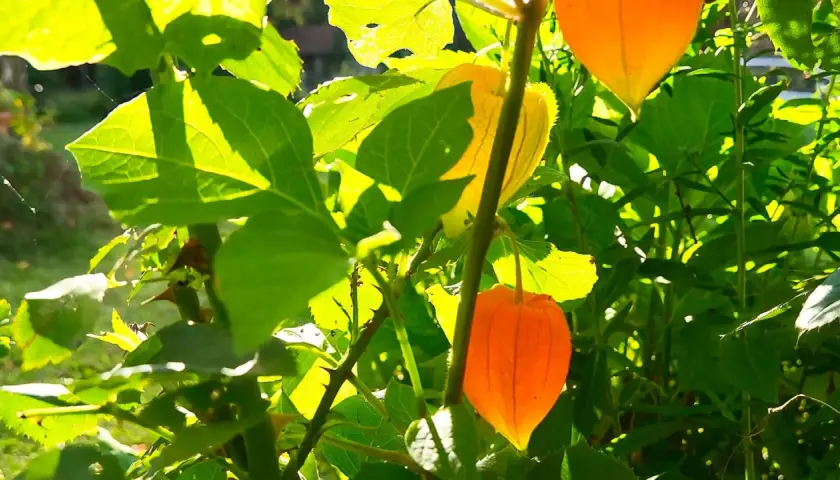 Sonniger **Physalis-Standort** mit leuchtend orangen Lampions und grünen Blättern. Ein Spinnennetz glänzt im Licht.