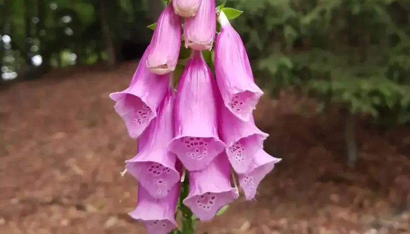 Ein Bündel rosa Fingerhut-Glockenblumen, die im Wald wachsen. Achtung: Fingerhut ist giftig!