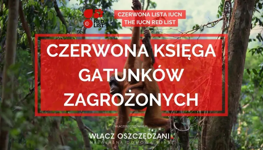 Orangutan z dzieckiem wisi na drzewie, symbolizując gatunki z **czerwonej księgi gatunków zagrożonych**.