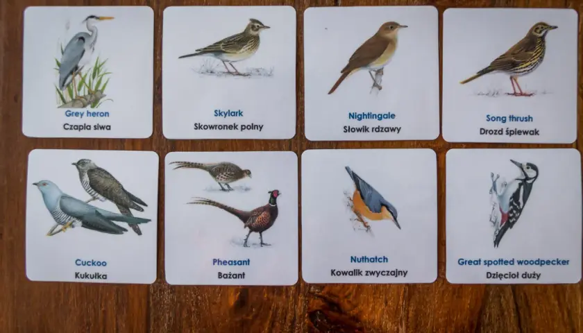 Karty z ptakami: Grey heron, Skylark, Nightingale, Song thrush, Cuckoo, Pheasant, Nuthatch, Great spotted woodpecker.