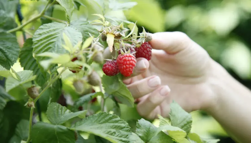Hand pflückt reife, rote Himbeeren. Die Frage "wann sind Himbeeren reif?" beantwortet sich hier von selbst: Sie sind es, wenn sie leuchtend rot sind und sich leicht vom Zweig lösen lassen.