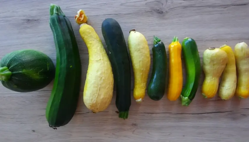 Une variété de courgettes vertes et jaunes, certaines rondes, d'autres allongées, alignées sur une surface en bois.