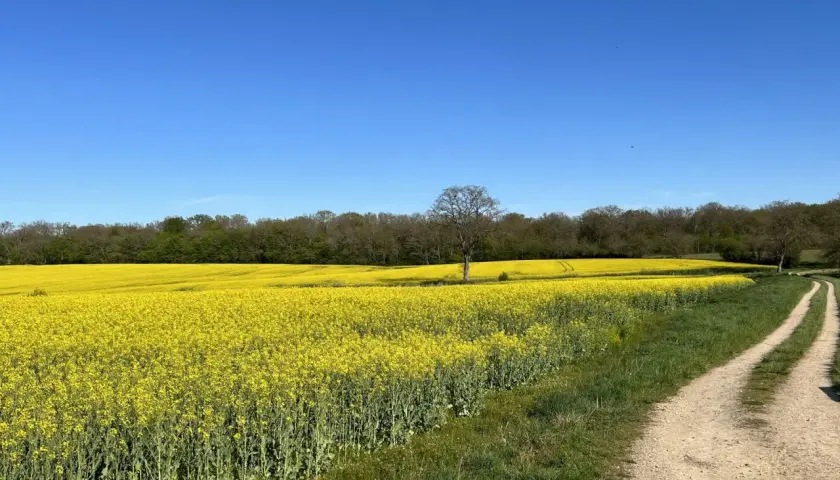 Vaste étendue de champs de colza en fleurs sous un ciel bleu éclatant. Un chemin de terre serpente à travers l'herbe verte, menant vers l'horizon.