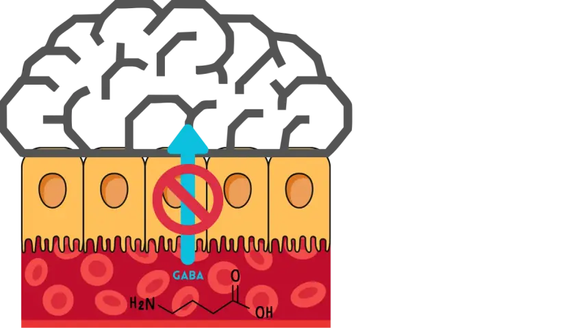 Gehirn über Darmzellen. GABA-Synthese wird durch ein rotes Verbotsschild blockiert, das den Aufwärtspfeil durchdringt.