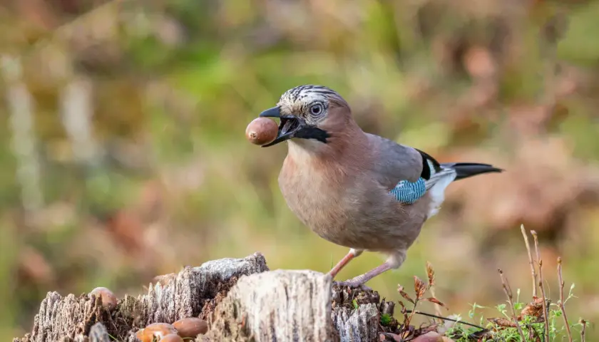 Eichelhäher mit Eichel im Schnabel, bereit zum Verstecken. Ein Vogel, der weiß, wer frisst Eicheln.