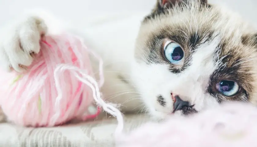 Gato con ojos azules juega con una bola de pelo rosa.