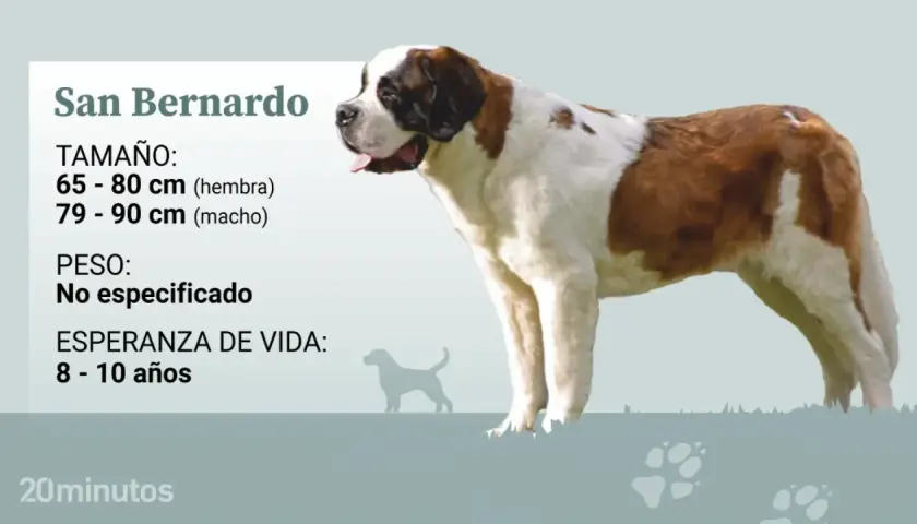 Un majestuoso San Bernardo, con su pelaje blanco y marrón, se muestra junto a datos sobre su tamaño y esperanza de vida.