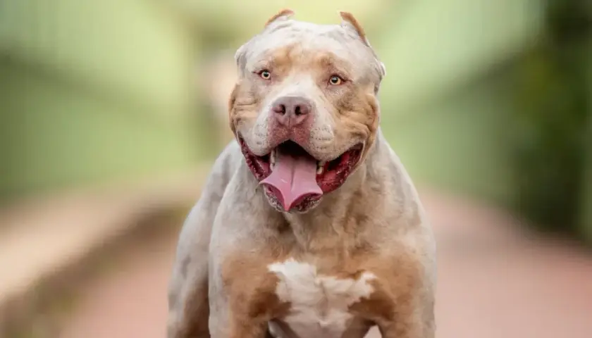 Potężny american xl bully z otwartym pyskiem i wystawionym językiem, patrzący wprost na widza.