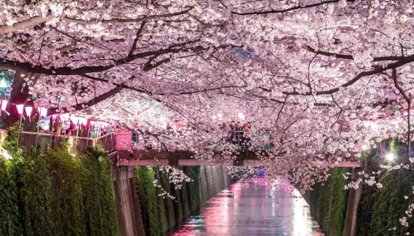 Kwiaty wiśni nad kanałem w Japonii, ozdobione latarniami, z ludźmi na moście.