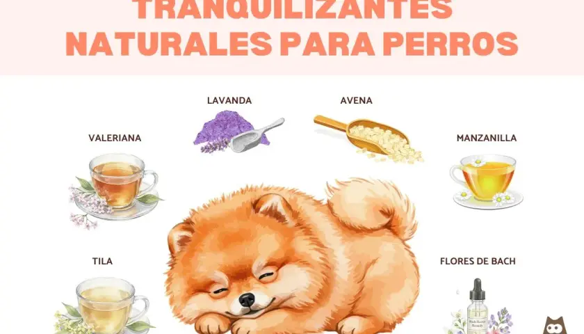 Un cachorro duerme plácidamente rodeado de ingredientes para un tranquilizante para perros casero: lavanda, avena, valeriana, manzanilla, tila y Flores de Bach.