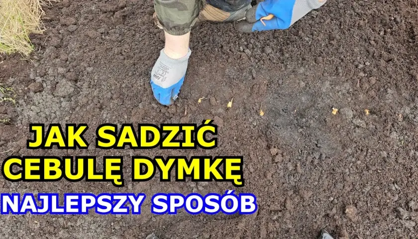 Jak sadzić cebulę dymkę do gruntu: 5 prostych kroków dla sukcesu