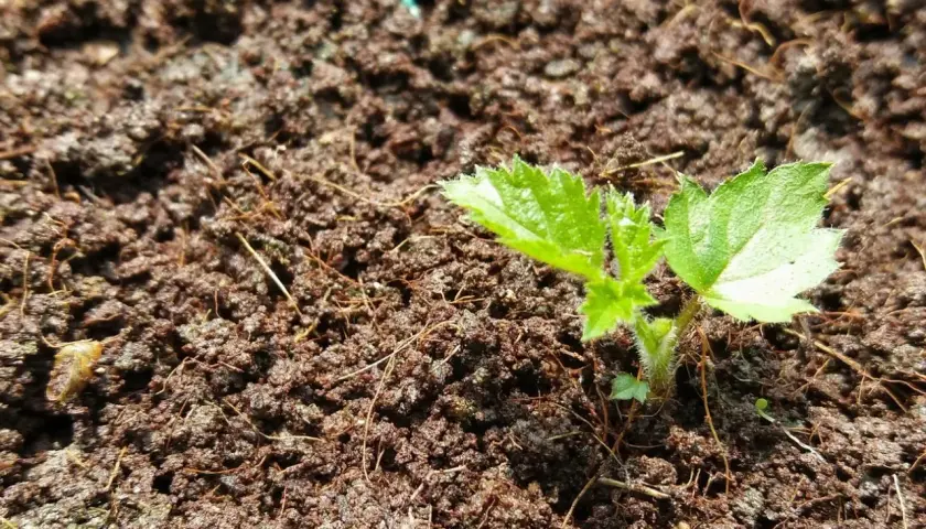 Ein junger Brombeer-Setzling wächst aus dunkler Erde. So beginnt die Vermehrung von Brombeeren.