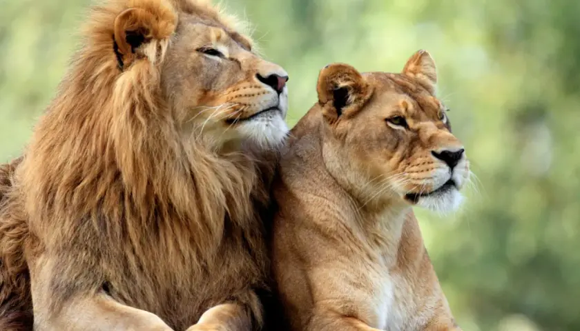Un león y una leona descansan juntos, como si soñaran con leones salvajes. Sus miradas se pierden en el horizonte, transmitiendo serenidad y fuerza.