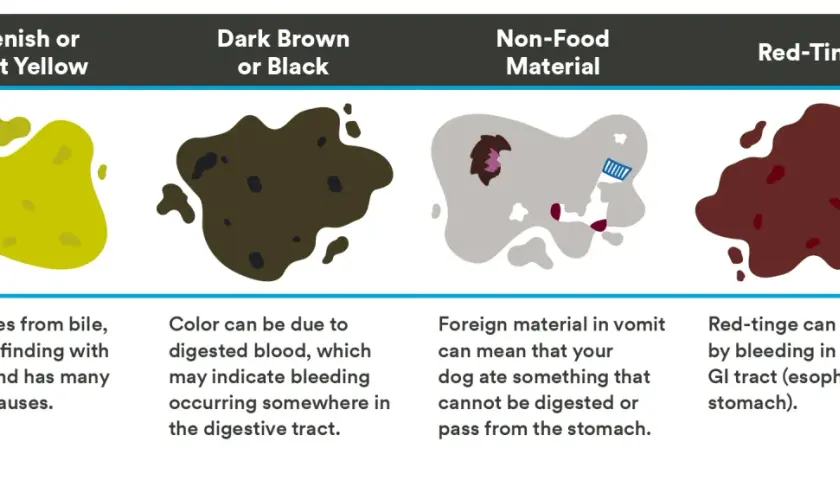 Chart showing dog vomit colors: yellow (bile), dark brown (digested blood), gray (non-food material), and red (bleeding).