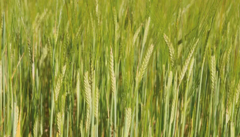 Champ d'orge verte, les épis de cet orge 2 rangs ou 6 rangs se balancent doucement au soleil.