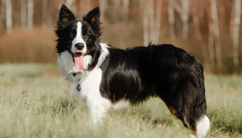 Border collie ile żyje średnio 10-17 lat. Ten piękny piesek z pewnością cieszy się życiem na łonie natury.