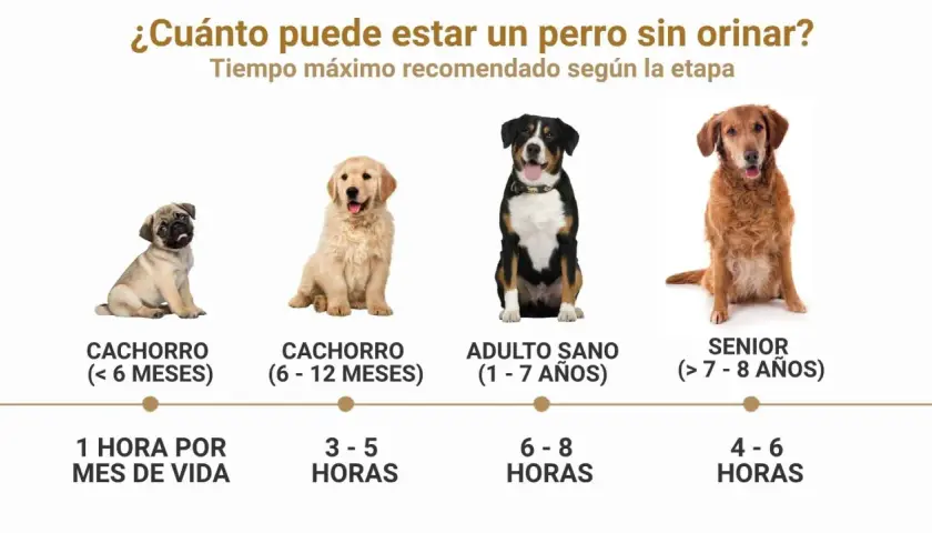 Un cachorro de 4 meses puede aguantar 1 hora por mes de vida. La imagen muestra perros de distintas edades y cuánto tiempo pueden estar sin orinar.