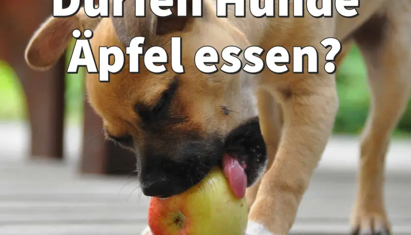 Ein neugieriger Hund probiert einen roten und gelben Apfel.