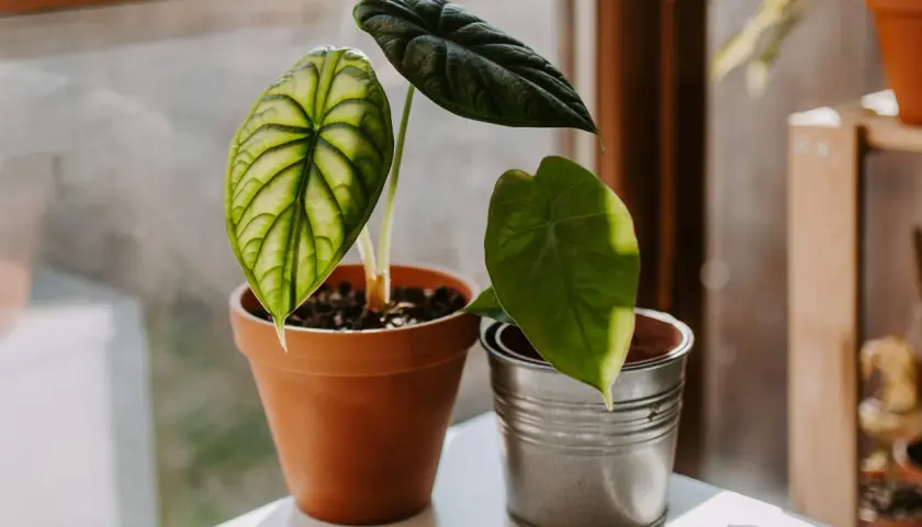 Alocasia Frydek Variegata z liściem o zielono-białym wzorze, obok ciemnozielona alokazja.