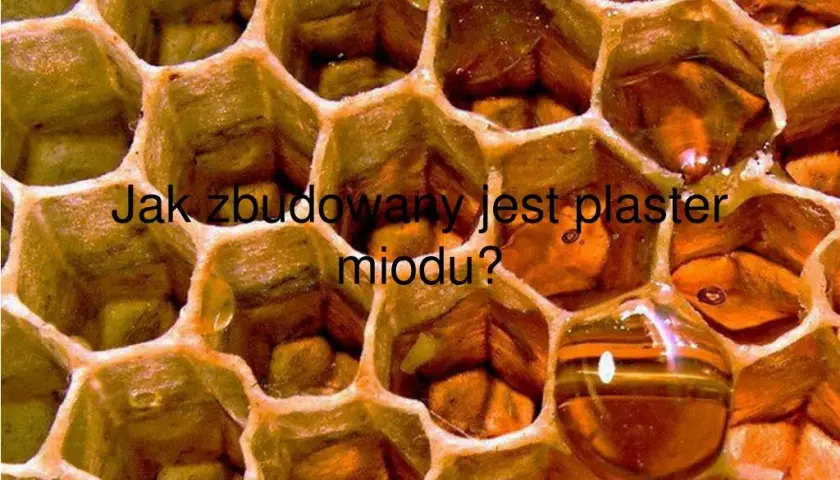 Jak wygląda plaster miodu? Odkryj jego fascynującą budowę i funkcje