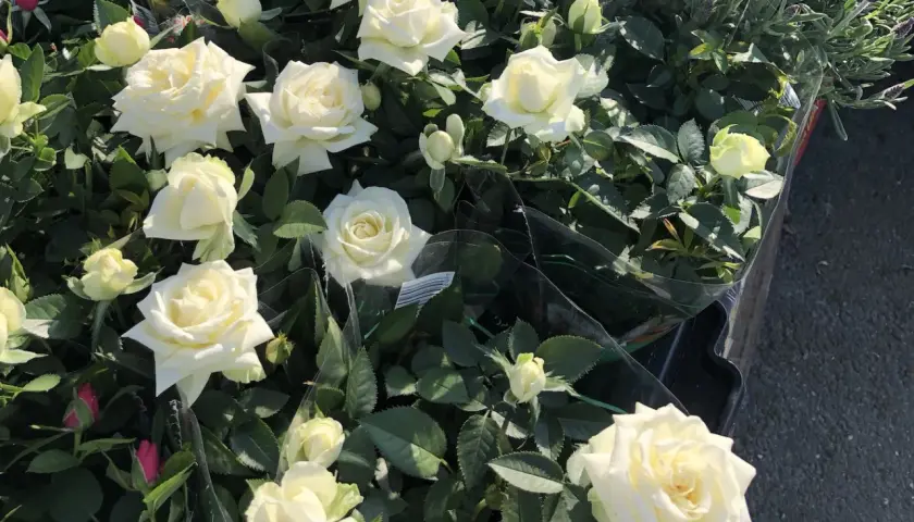 Vackra vita rosor i kruka, perfekta att plantera rosor i kruka utomhus för att skapa en ljuvlig doft och färgklick på balkongen eller uteplatsen.