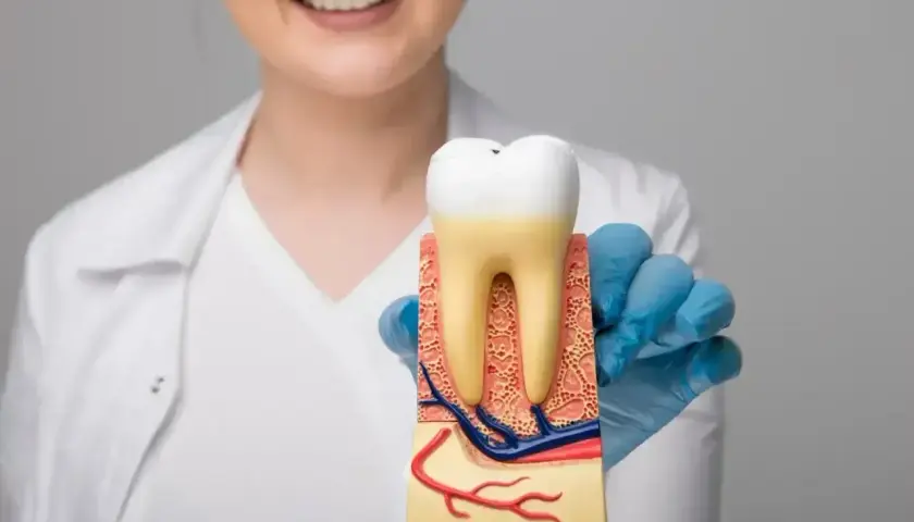 Dentysta prezentuje model zęba, pokazując jego budowę. To może być klucz do znalezienia leku na ruszające się zęby.