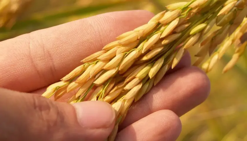 Czy jęczmień ma gluten? Rozwiewamy wątpliwości + zamienniki