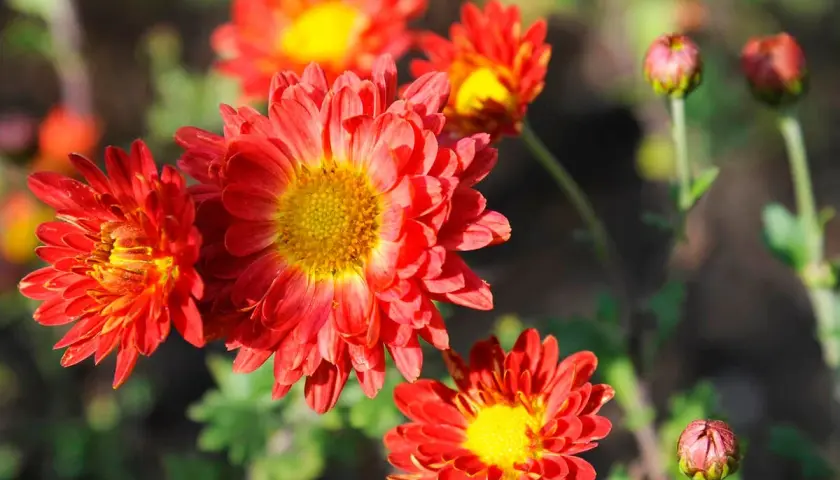 Leuchtend rote Chrysanthemen blühen im Herbst. Diese winterhart Chrysanthemen Arten trotzen der Kälte und bringen Farbe in den Garten.