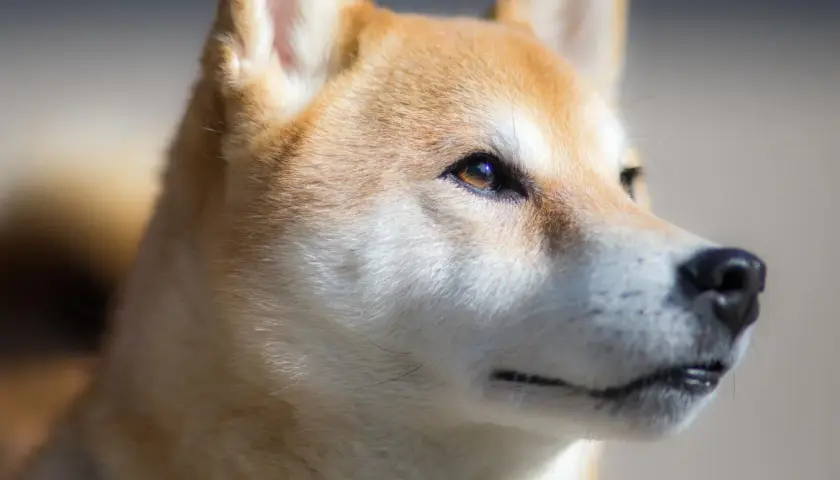 Un Shiba Inu con mirada penetrante, un ejemplo de perros de moda que cautivan con su estilo natural y elegancia.