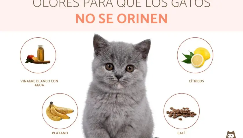 Un gatito gris mira a la cámara rodeado de círculos con vinagre, plátano, cítricos y café. Estos son olores que odian los gatos y ayudan a que no se orinen.