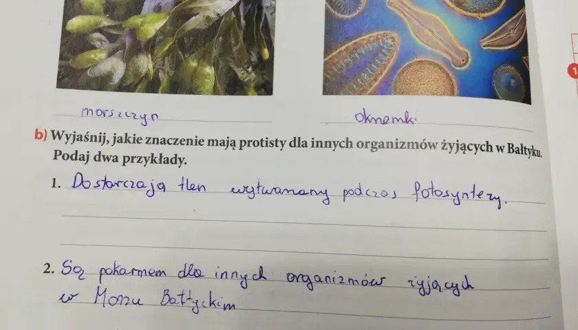 Jakie znaczenie mają protisty dla życia w Bałtyku i jego organizmów?