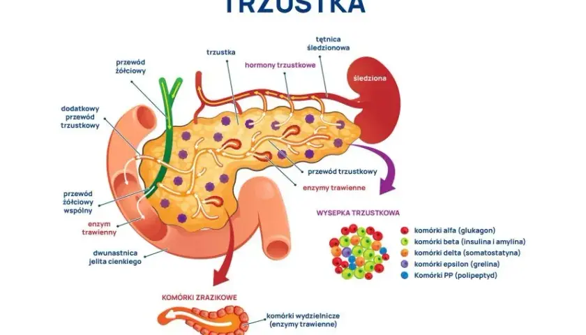 Ból trzustki: objawy, przyczyny i kiedy szukać pomocy?