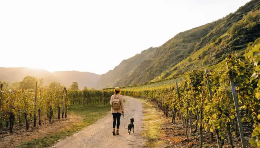 Frau mit Hund genießt das Wandern in Cochem durch sonnendurchflutete Weinberge am Hang.