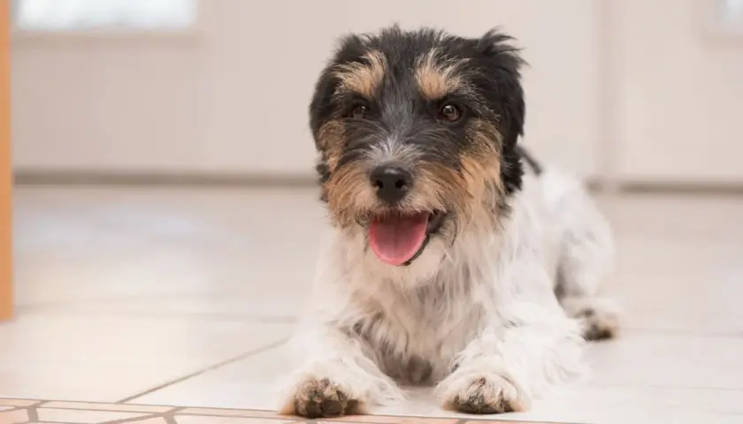 Uroczy piesek leży na podłodze, dysząc szybko po zabawie. Jego język wystaje, a oczy patrzą z zaciekawieniem.