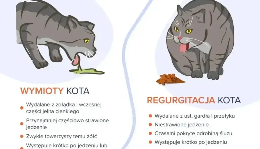 Ilustracja pokazuje dwa koty: jeden wymiotuje, drugi regurgituje. Objawy zatrucia u kota mogą być różne.