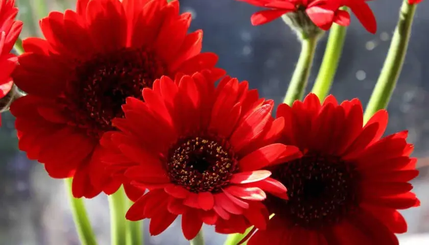 Trois gerbera daisy rouges éclatantes, leurs cœurs sombres contrastant avec leurs pétales vifs, se dressent sur des tiges vertes.