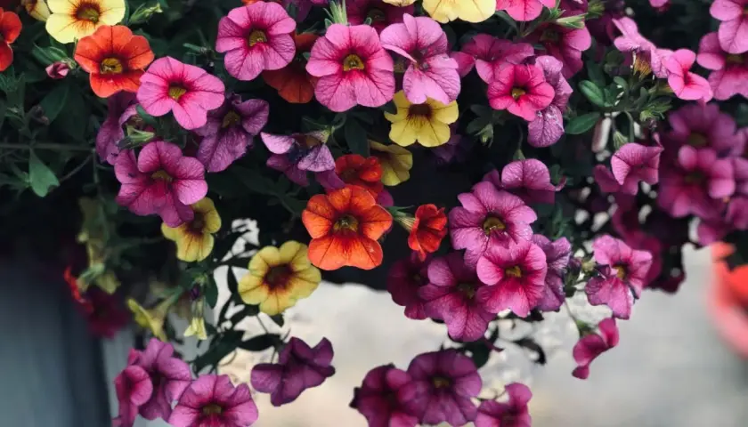 Kaskadowa petunia w odcieniach różu, fioletu i pomarańczu tworzy barwny wodospad kwiatów.