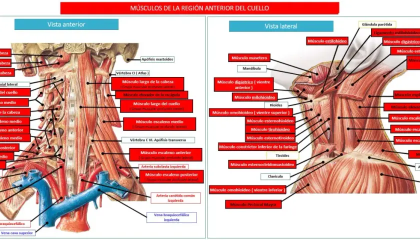 Todo sobre los músculos del cuello: funciones, tipos y salud cervical