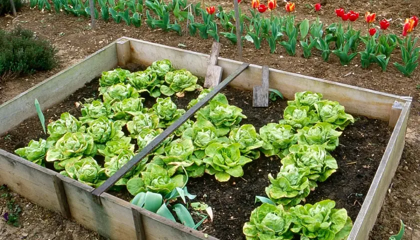 Un potager en carré avec de jeunes semis de salade bien verts. Des tulipes colorées bordent le jardin.