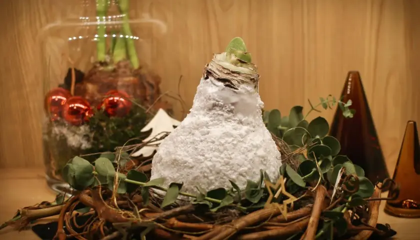 Amaryllis in Wachs: Eine winterliche Deko-Idee. Die Zwiebel ist mit weißem Wachs überzogen und in einem Nest aus Zweigen arrangiert. Pflegeleicht und festlich.