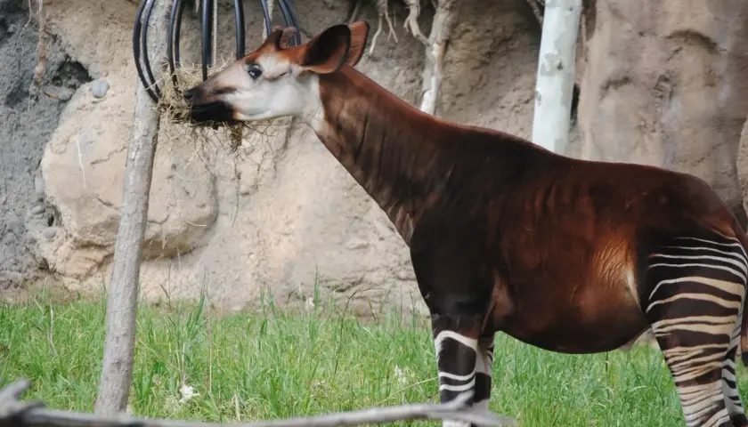 Okapi, jak z sen o okapi, je w trawie, jedząc z metalowego podajnika.