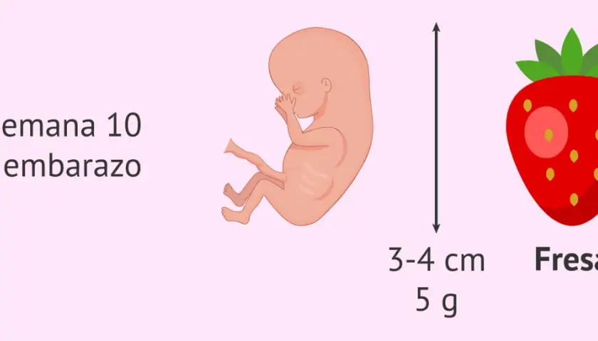 Feto de 10 semanas de embarazo, tamaño de fresa, 3-4 cm y 5 g.