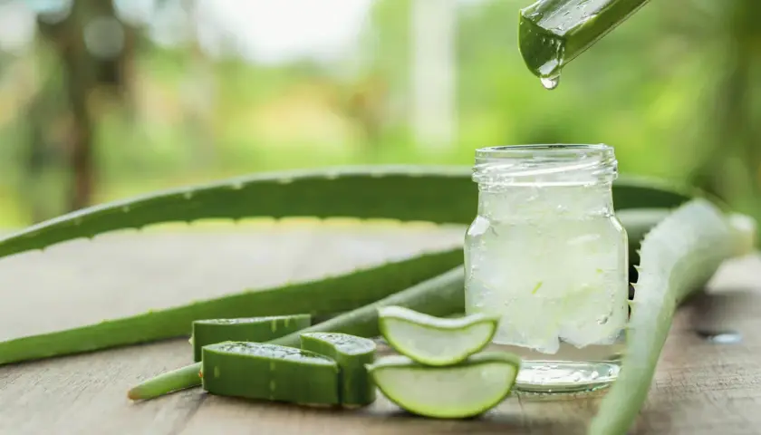 Frisches Aloe Vera Gel tropft in ein Glas. Vorsicht: Aloe Vera ist giftig auf Haut, wenn nicht richtig verarbeitet.