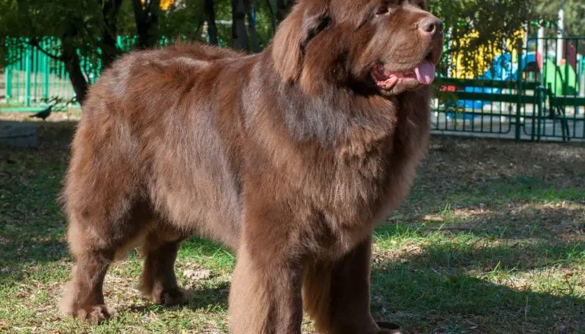 Un perro terranova marrón, uno de los perros super grandes, posa en un parque con su lengua afuera.