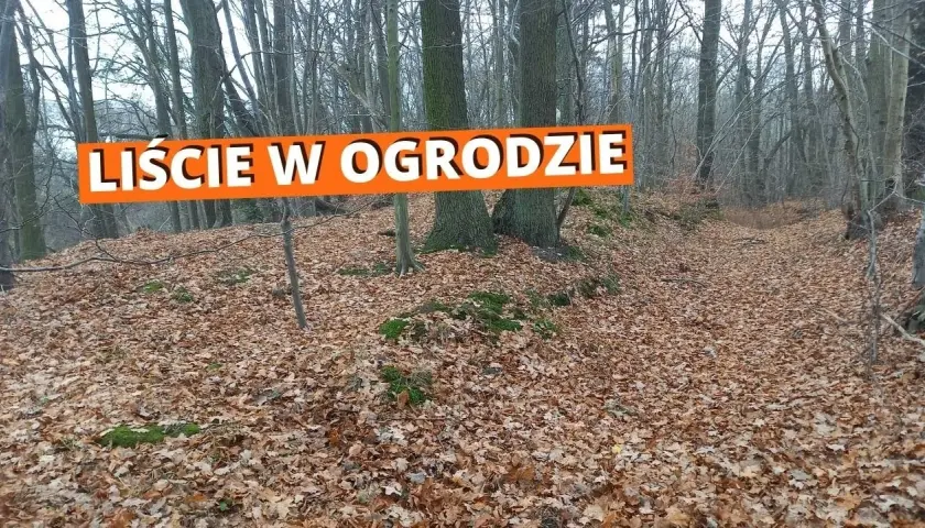Co zrobić z liśćmi na działce – ekologiczne sposoby na ich wykorzystanie