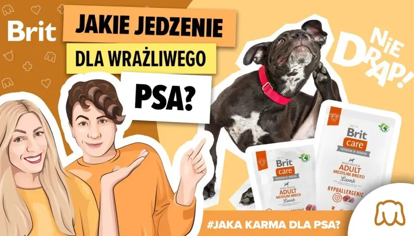Jaka karma dla psa, który się drapie? Sprawdź skuteczne rozwiązania